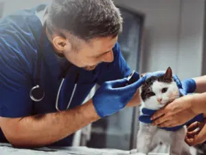 Profissional inspecionando a orelha de um felino no consultório