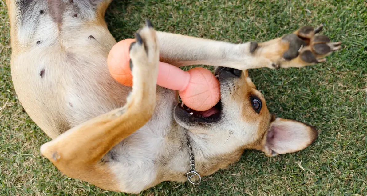 Cão descansando de barriga para cima ao ar livre