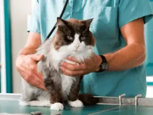 Profissional apoiando um gato peludo na mesa do consultório